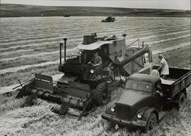 Cultivo de Maíz en los campos de la Granja Colectiva Karl Marx, en la República Soviética de Moldavia, c. 1970