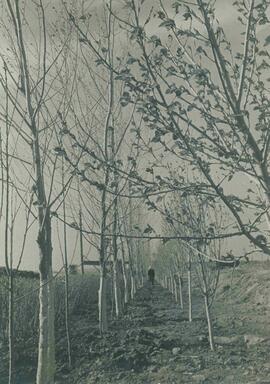 Árboles y Arbustos plantados en la Costa del Volga-Don, c. 1970